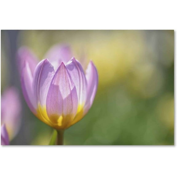 Trademark Fine Art 'Tulip ?Lilac Wonder'' Canvas Art by Cora Niele
