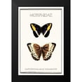 thumbnail image 2 of Waltz, Anne 13x18 Black Modern Framed Museum Art Print Titled - Morphidae, 2 of 5