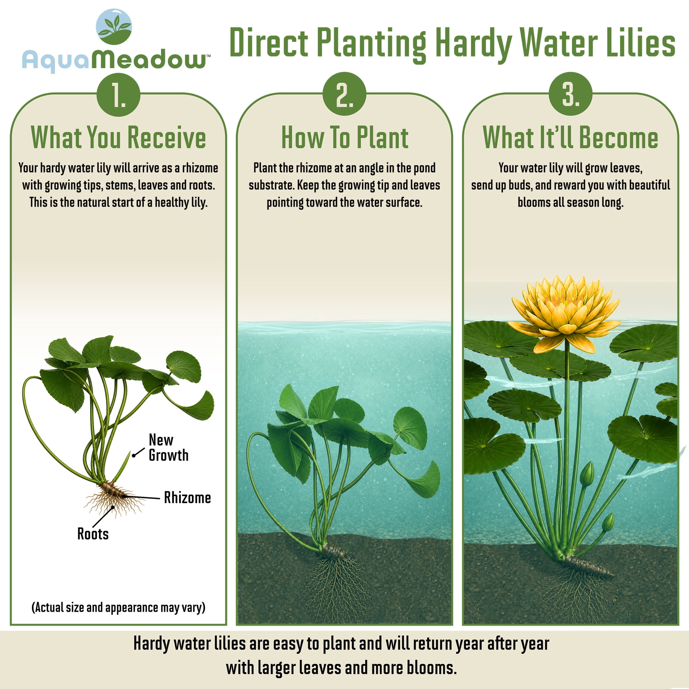 AquaMeadow Yellow Hardy Water Lily