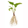 thumbnail image 3 of EuroBlooms Magnus Purple Coneflower Bulbs, Bag of 4, Native Perennial Pollinator Garden Plant, 3 of 9