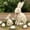 White, variant on Faux Wood Bunny Statues Set of 2, Resin Rabbit Figurines with Pink Bow, Rustic Easter Decor for Coffee Table, Shelf & Display Cabinet