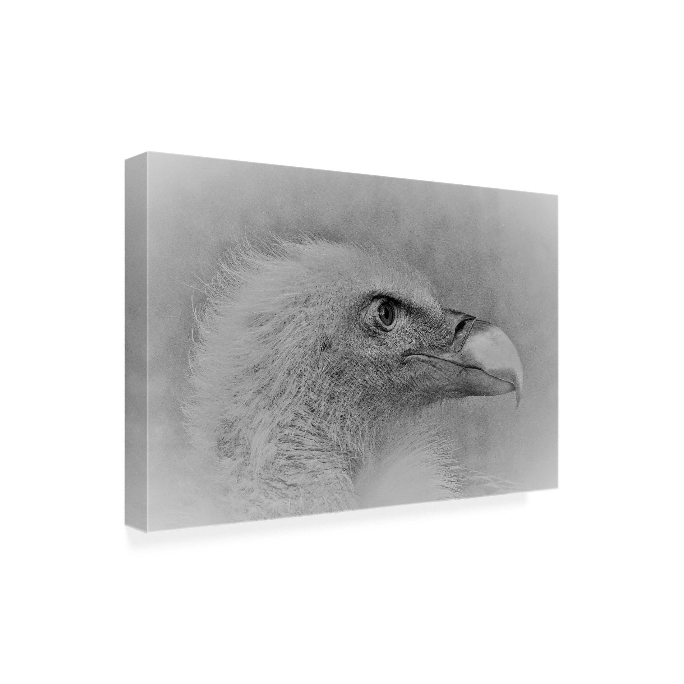 Trademark Fine Art Cristian Andreescu Bald Eagle Canvas Wall Art