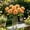 Orange, variant on 11.81 Inch Artificial Rose Stems, Wenini Faux Rose Bouquet with Leaves 5 Colors Available, Lifelike Plastic Wedding Floral Decor for Centerpiece Arch Aisle Table Party, Pink