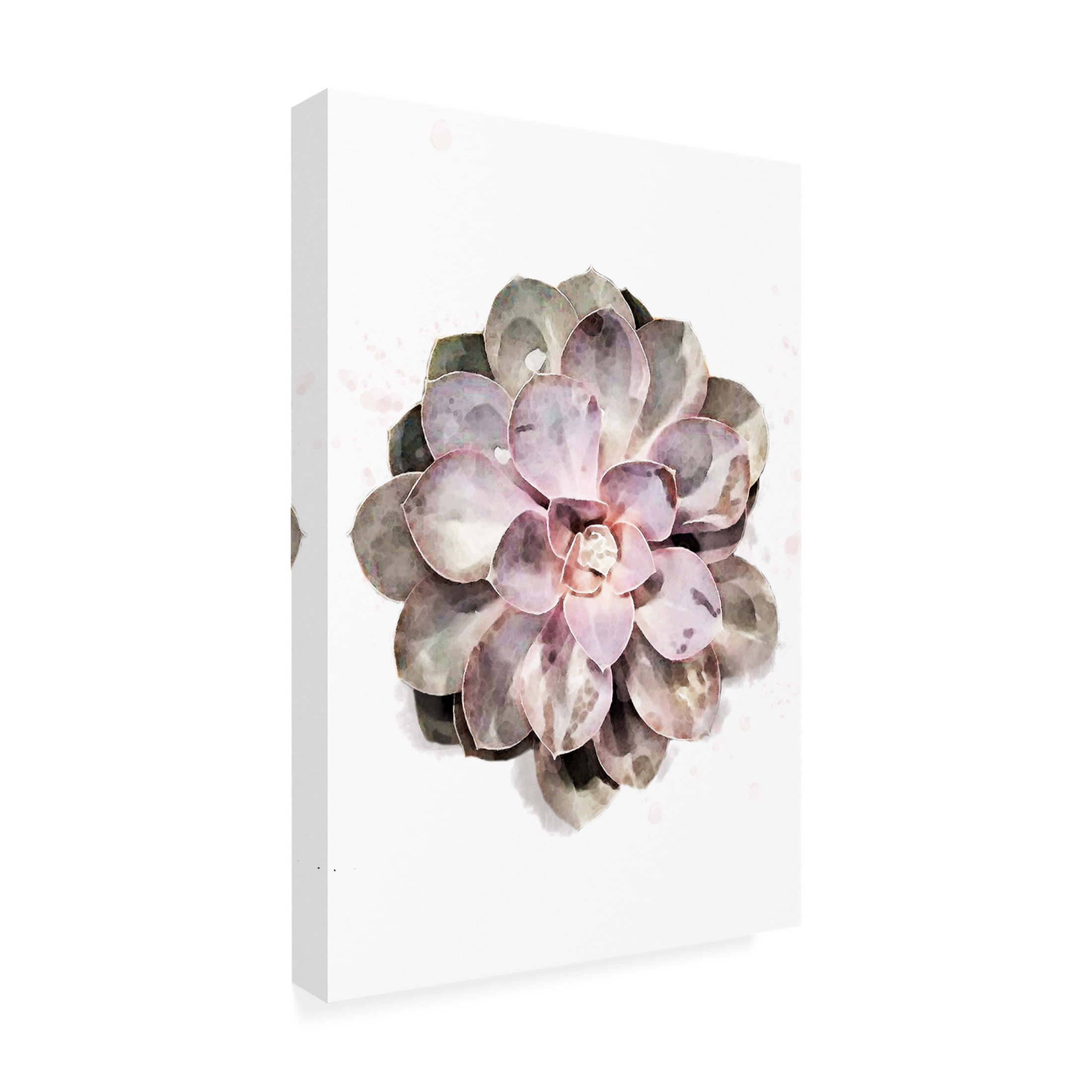 Canvas Wall Art - Pictufy Studio Ii 'Succulent 01' Wall Art for Living Room, Bedroom, or Office Décor by Trademark Fine Art - 22 x 32 Inches