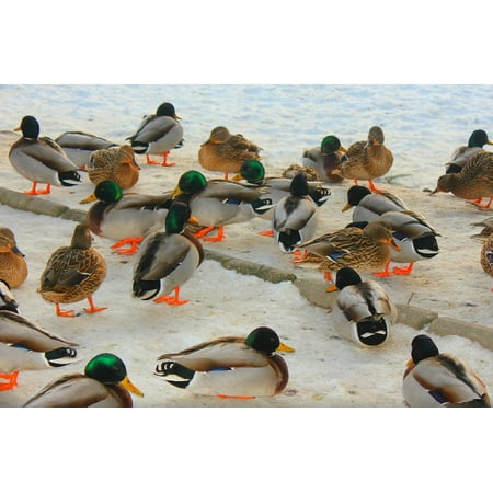 Frozen Duck Foie Gras - LAMINATED POSTER Wild Ducks Frozen Drake Winter Snow Harlequin Poster 24x16 Adhesive Decal