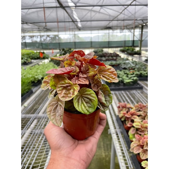 Peperomia Caperata Quito - Live Air-Purifying Indoor Plant in Nursery Pot – Easy Care, Low Maintenance Houseplant for Home & Office Decor, Natural Air Cleaner, Best for Beginners (4"Pot)