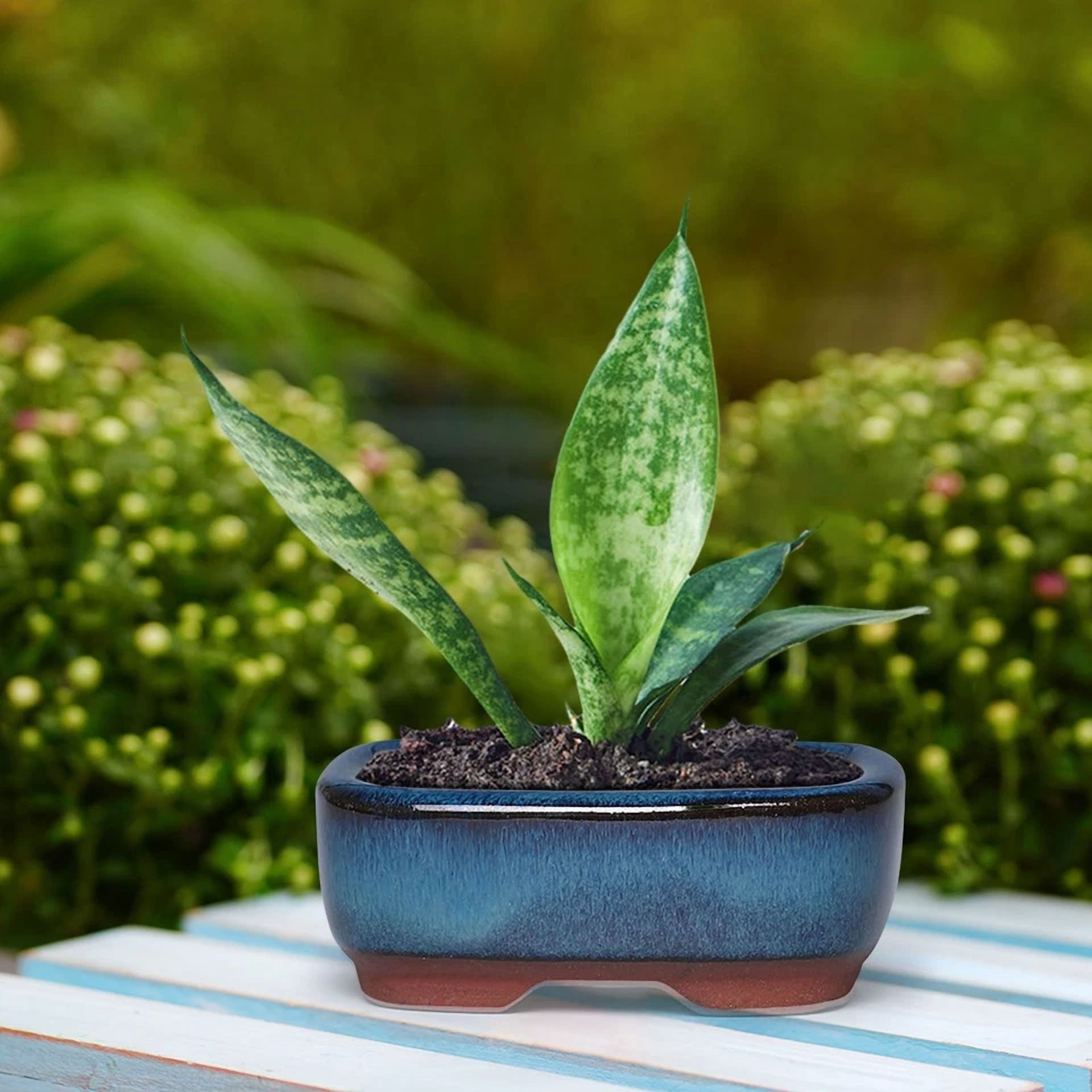 PURELY- Ceramic Flower Plant Pots Rectangle Succulent Planter Small Gardening Pots