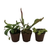 Live Carnivorous Plant Starter Pack  Nepenthes, Sarracenia, Dormant Venus Flytrap