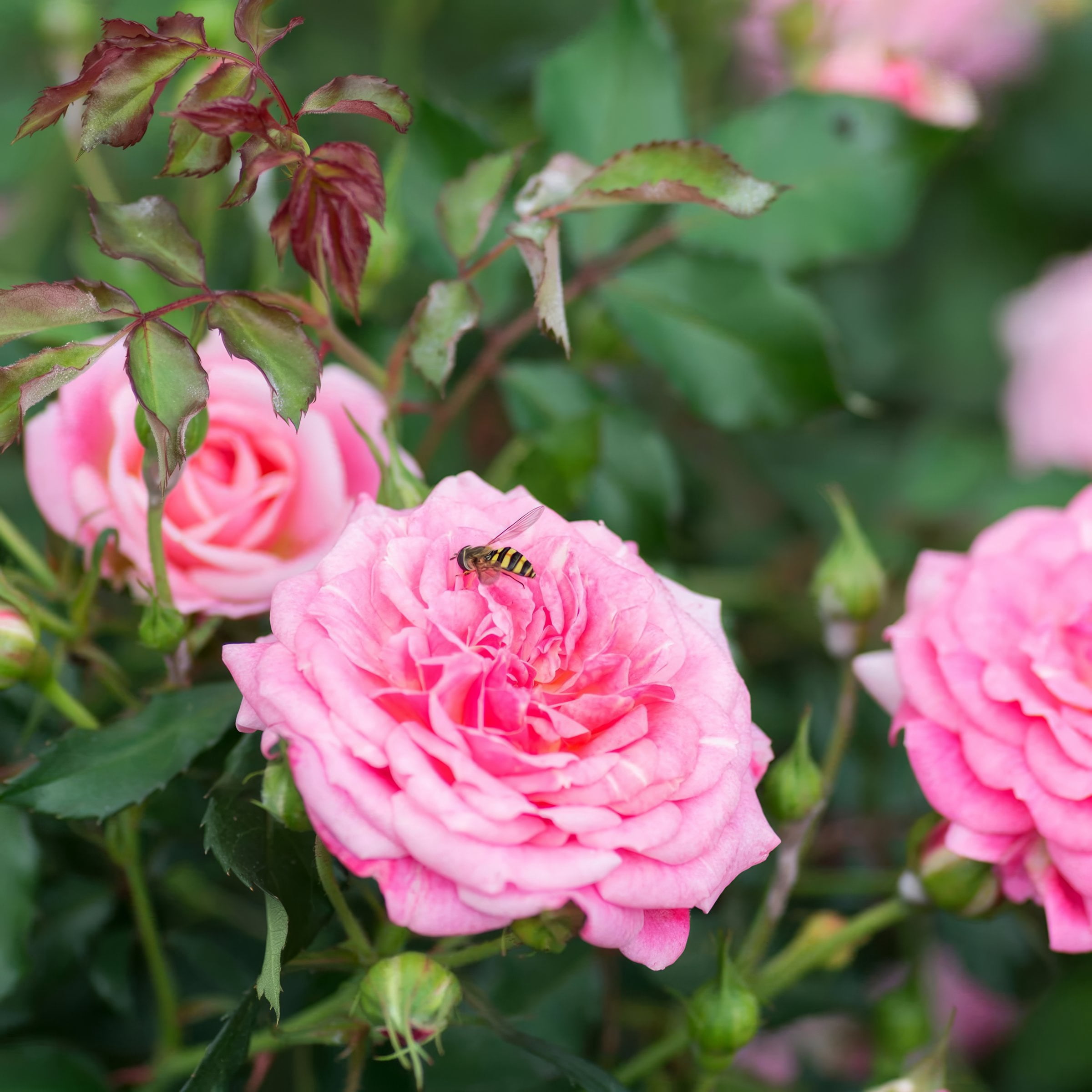 3 gal Drift Rose Sweet with Pink Flowers