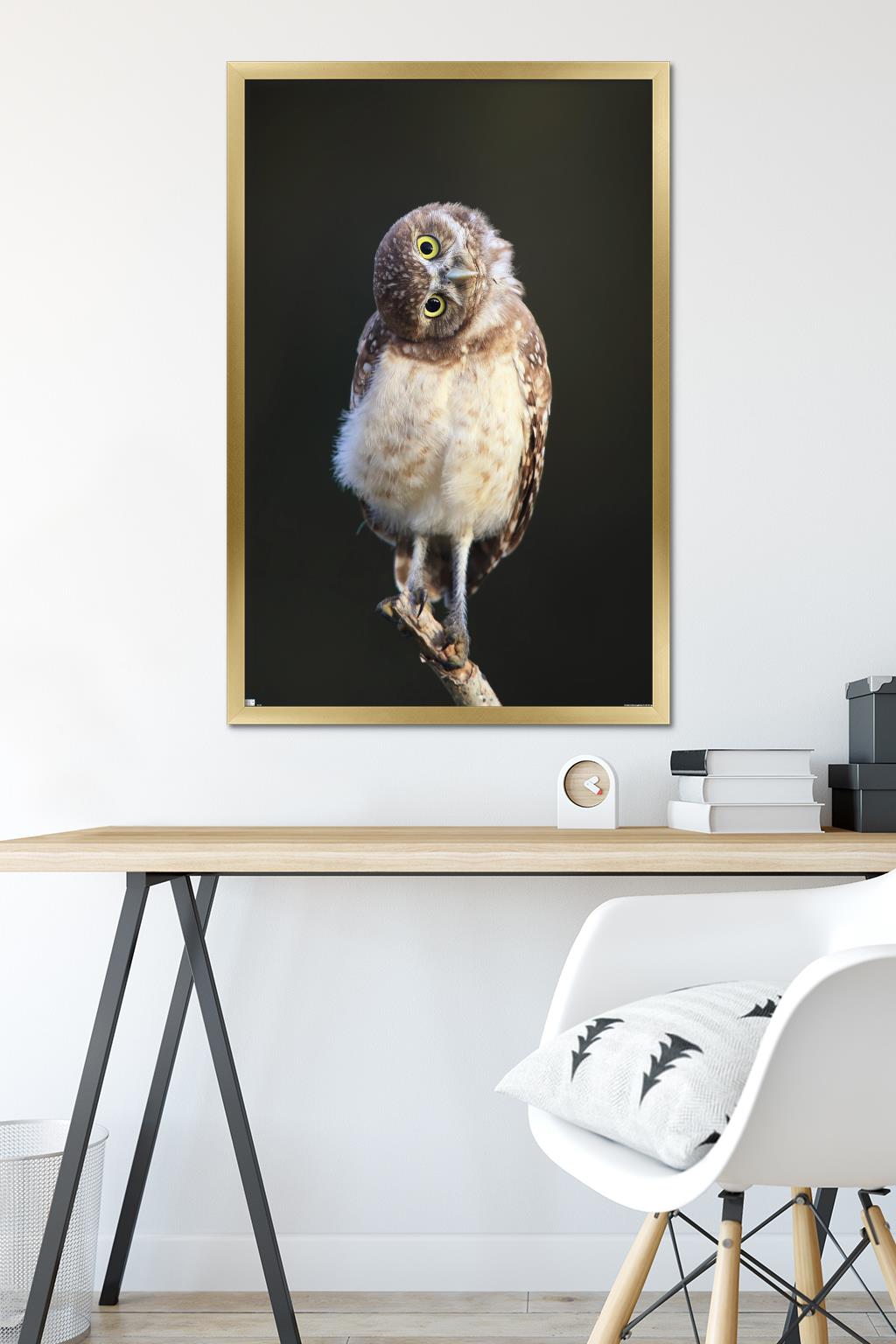 Curious Burrowing Owlet Wall Poster, 22.375" x 34" Framed