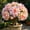 d, variant on Desert Rose-Easy Grow-Low Maintenance-Ideal for Beds Borders,Plant Pots & Planters