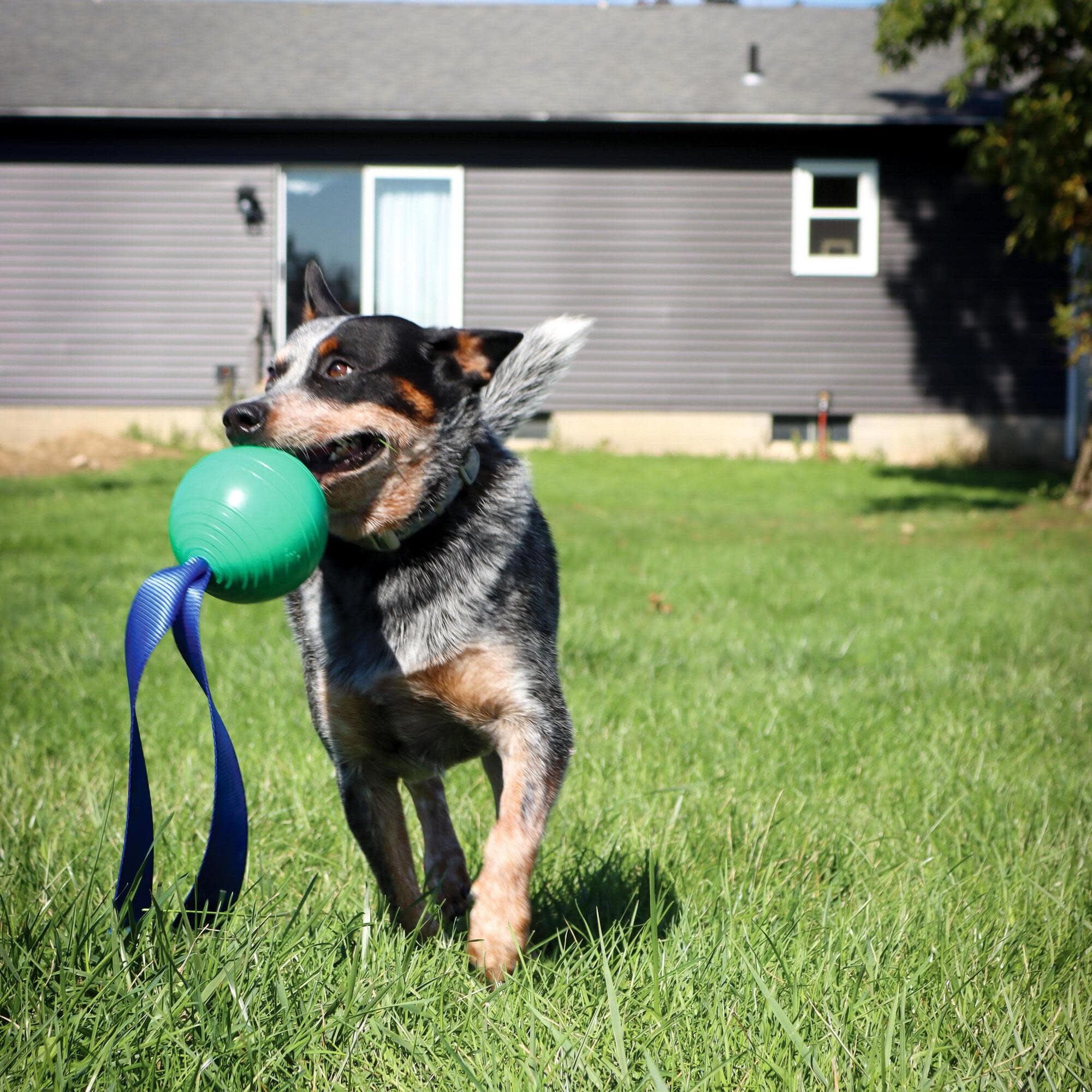 PetKORE: KoreFlex Ball & Tail - 4.75", Green, Dog Toy, Shape Maintaining Rubber, Durable Strap, Treat Stuffing Center, Bounce-Tug-Fetch-Chew, Pet Play