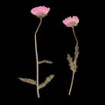 thumbnail image 3 of 12 piezas múltiples flores secas prensadas reales, ramas de flores de crisantemo, para manualidades de bricolaje, scrapboking, decoración de tarjetas rosado Baoblaze Flores secas prensadas reales, 3 of 8