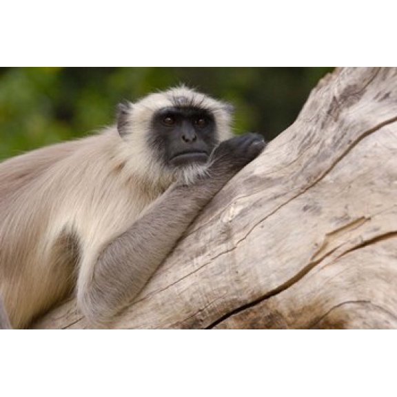 Hanuman Langur monkey Mandore Rajasthan INDIA Canvas Art - Pete Oxford  DanitaDelimont (29 x 19)