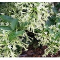thumbnail image 6 of Night Blooming Jasmine I 20 Live Plants I Cestrum Nocturnum  Fragrant White Flowers for Evening Garden Bliss, Perfect for Container Gardening, Easy to Grow, 6 of 8
