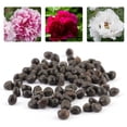 thumbnail image 4 of 120 semillas de peonía china de Paeonia suffruticosa para plantar árboles de flores exquisitas, 4 of 6
