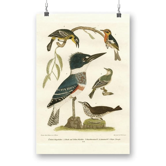 Antique Kingfisher Poster - Alexander Wilson Designs,