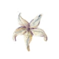 thumbnail image 2 of Shefranov, Olga 20x24 White Modern Wood Framed Museum Art Print Titled - Starfish, 2 of 4