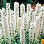 White Liatris spicata 'Floristan Weiss' Bulbs for Planting - 10 Bulbs