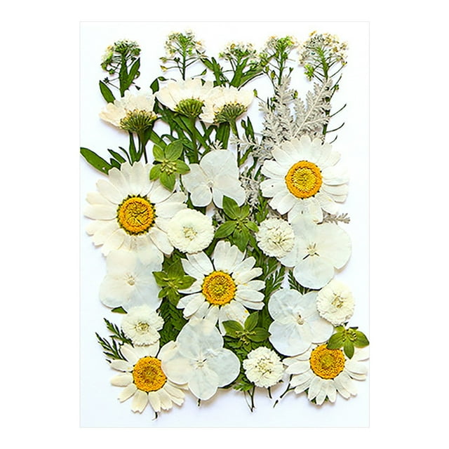 Économies d'Été Qaailabf Fleurs Séchées et Embossées pour Résine Kit Bougies et Bricolages
