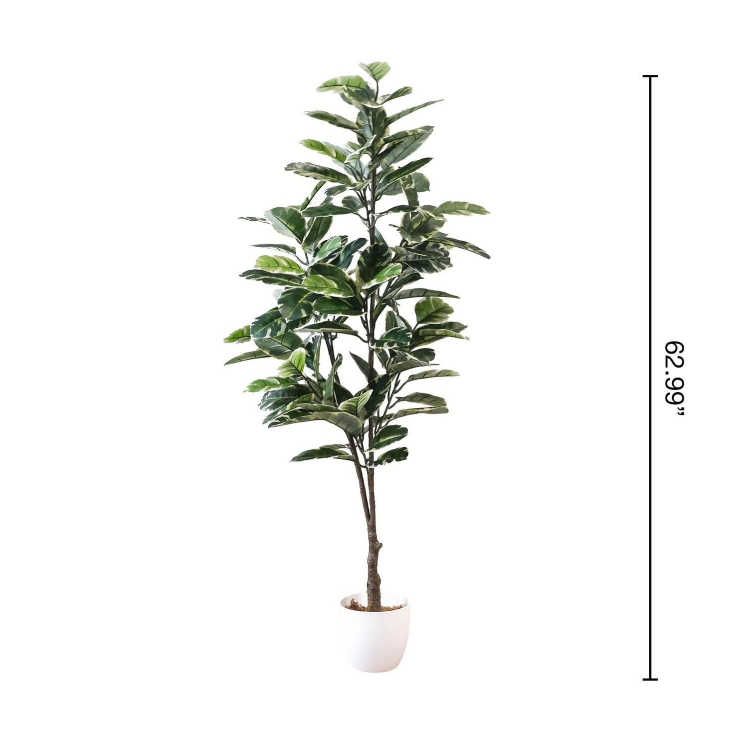 Arbre Ficus Lyrata, 72.83"H