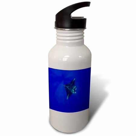 

Hawaii Big Island Manta Ray marine life - US12 PSO0034 - Paul Souders 21 oz Sports Water Bottle wb-89844-1