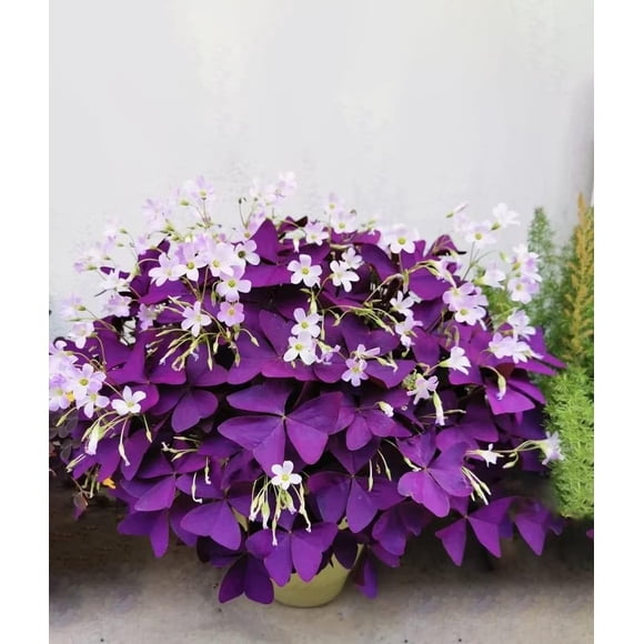 HIGHGW Pack of 24 Purple Shamrocks Bulbs,Purple Bulbs for Planting Grows Indoor or Outdoor Bulbs The Novice Gardener s Choice