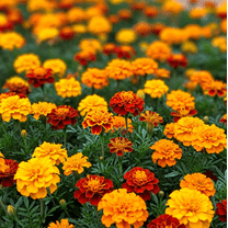 300 Seeds Petite French Marigold Mix Seeds for Planting, Compact Multi-Color Blooms Seeds, Easy to Grow Groundcover for Garden