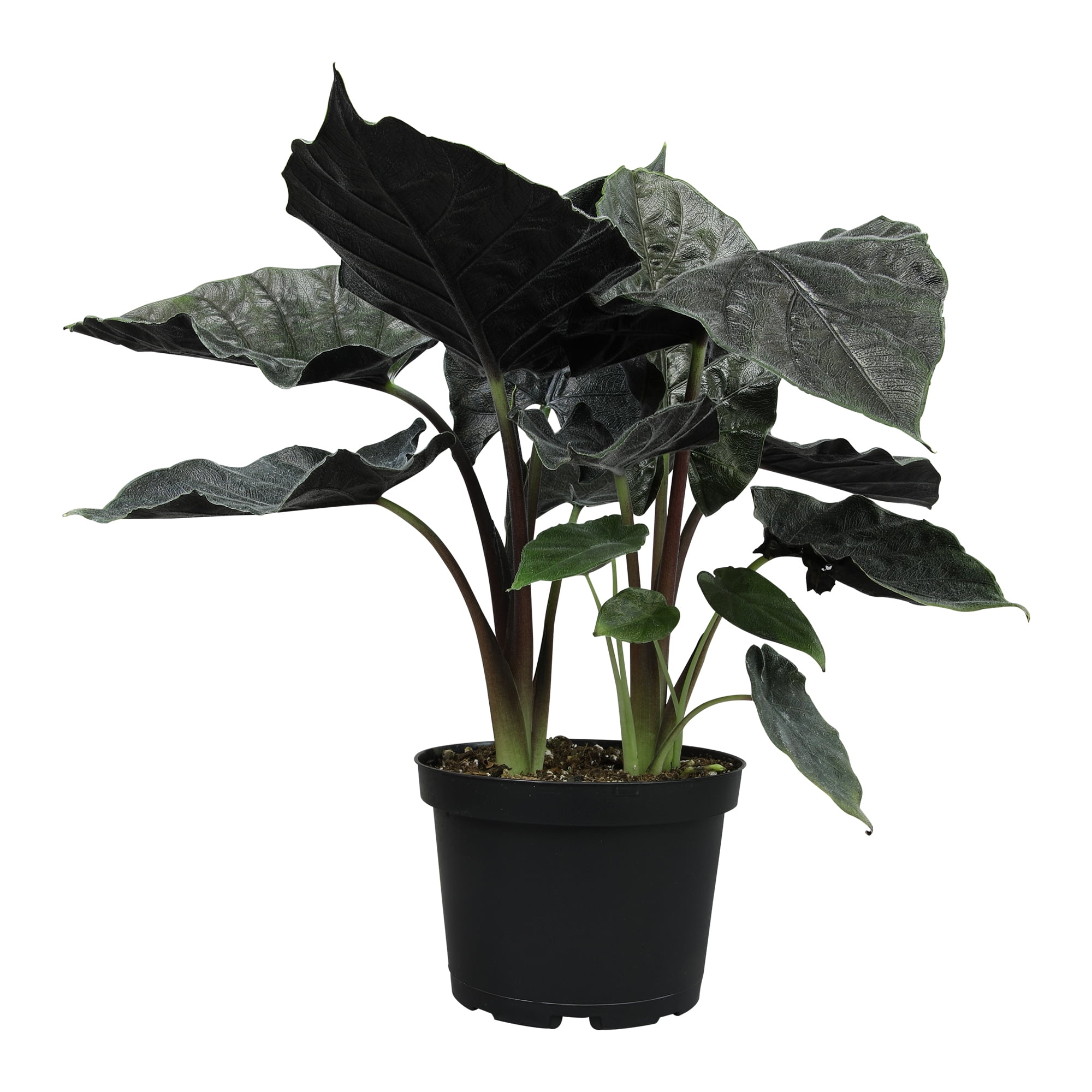 Antoro Velvet Alocasia, Uncommon Houseplant | 6in. Grow Pot; Indirect Sun | Element by Altman Plants