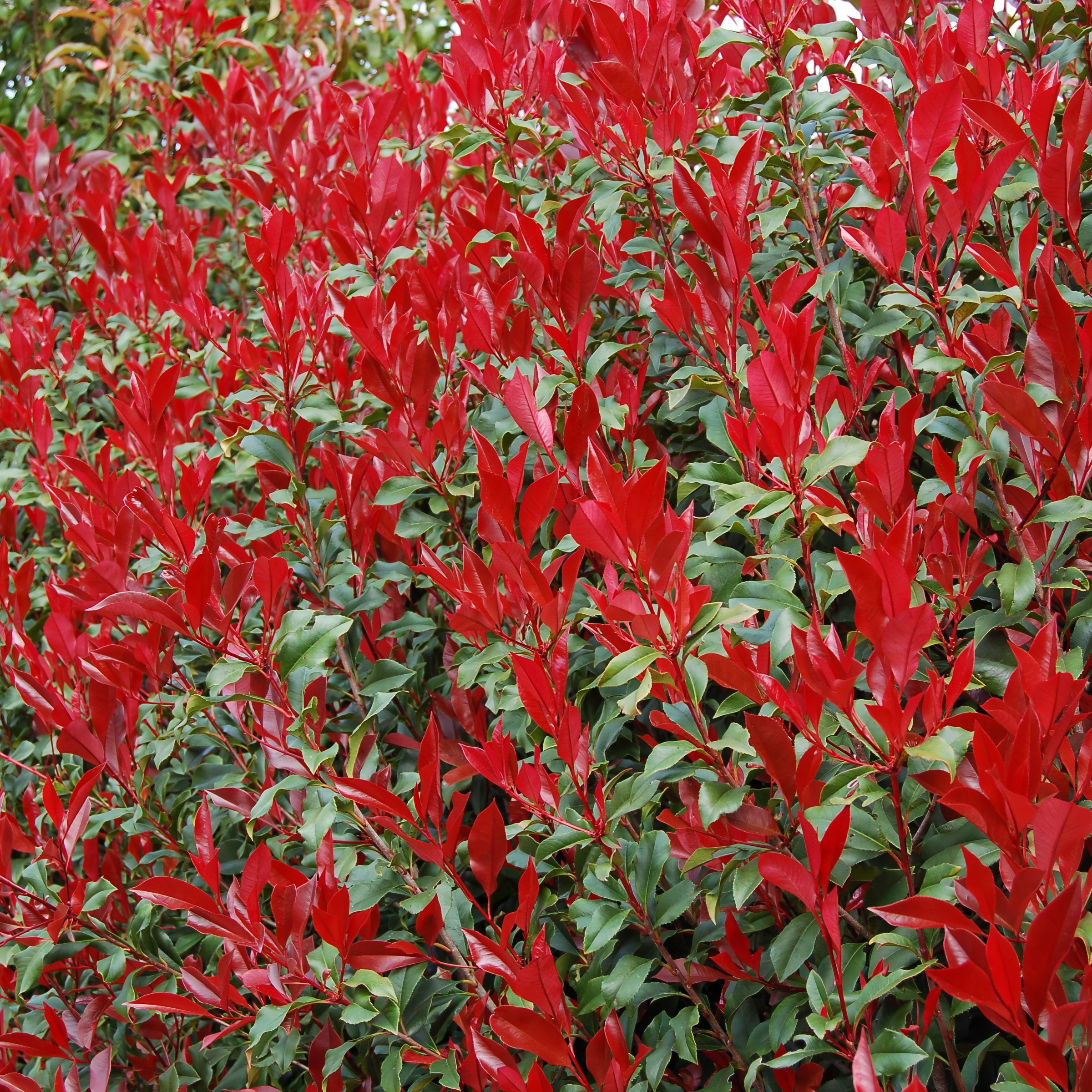National Plant Network 4 in. Photinia Dynamo Red (16-Pack)