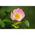 thumbnail image 3 of Seedville 15 Pink Wood's Rose Flower Seeds, Fragrant, 3 of 10