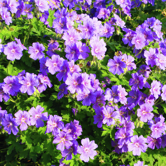 Pack 10 Wild Geranium Bareroot Systems Live Plant, Dormant Purple Flower for Outdoor Planting, Fragrant Flowers, Zones 3 to 8