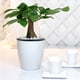 thumbnail image 5 of Maceta con riego automático, contenedor de absorción automática, maceta de plástico para plantas, jardín, decoración del hogar, 220 Eigraketly HA002965-06, 5 of 6