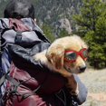 thumbnail image 3 of Pet Sunglass With Strap, Dog Uv Glasses With Chin Strap Adjustable, 3 of 4