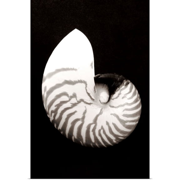 Great BIG Canvas | Rolled Bill Brennan Poster Print entitled Close-Up Of Chambered Nautilus Shell On Black Background