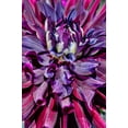thumbnail image 2 of Shimlock, Jones 13x18 White Modern Wood Framed Museum Art Print Titled - USA, Washington Detail of dahlia flower, 2 of 4