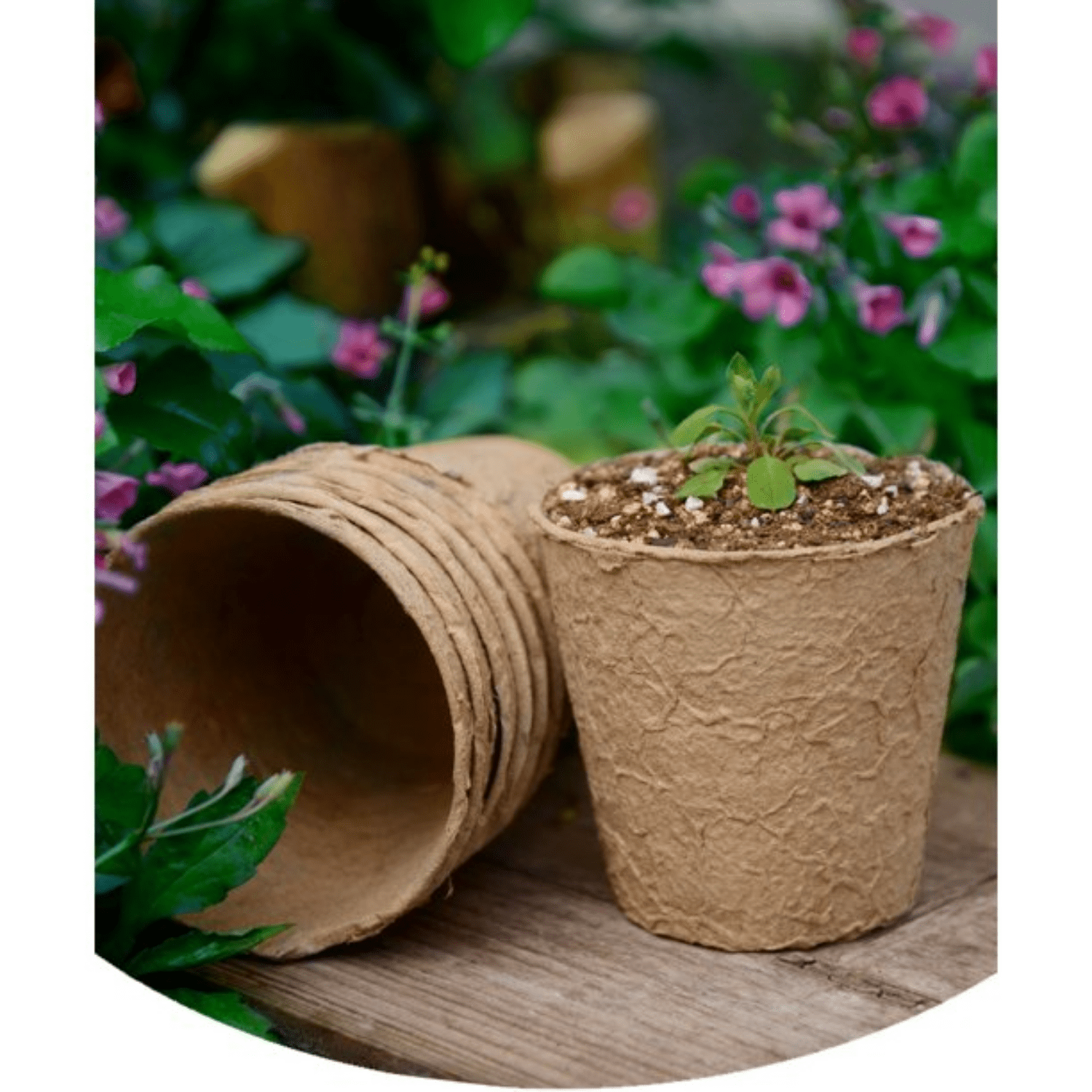 Seed Starter Pots 144pcs Biodegradable Planter Pot for Germination Seedling Starting Seeds Nursery Peat Pots for Indoor & Outdoor Gardening Cup Tools Eco-Friendly 12pcs Packs Set of 12 Total 144
