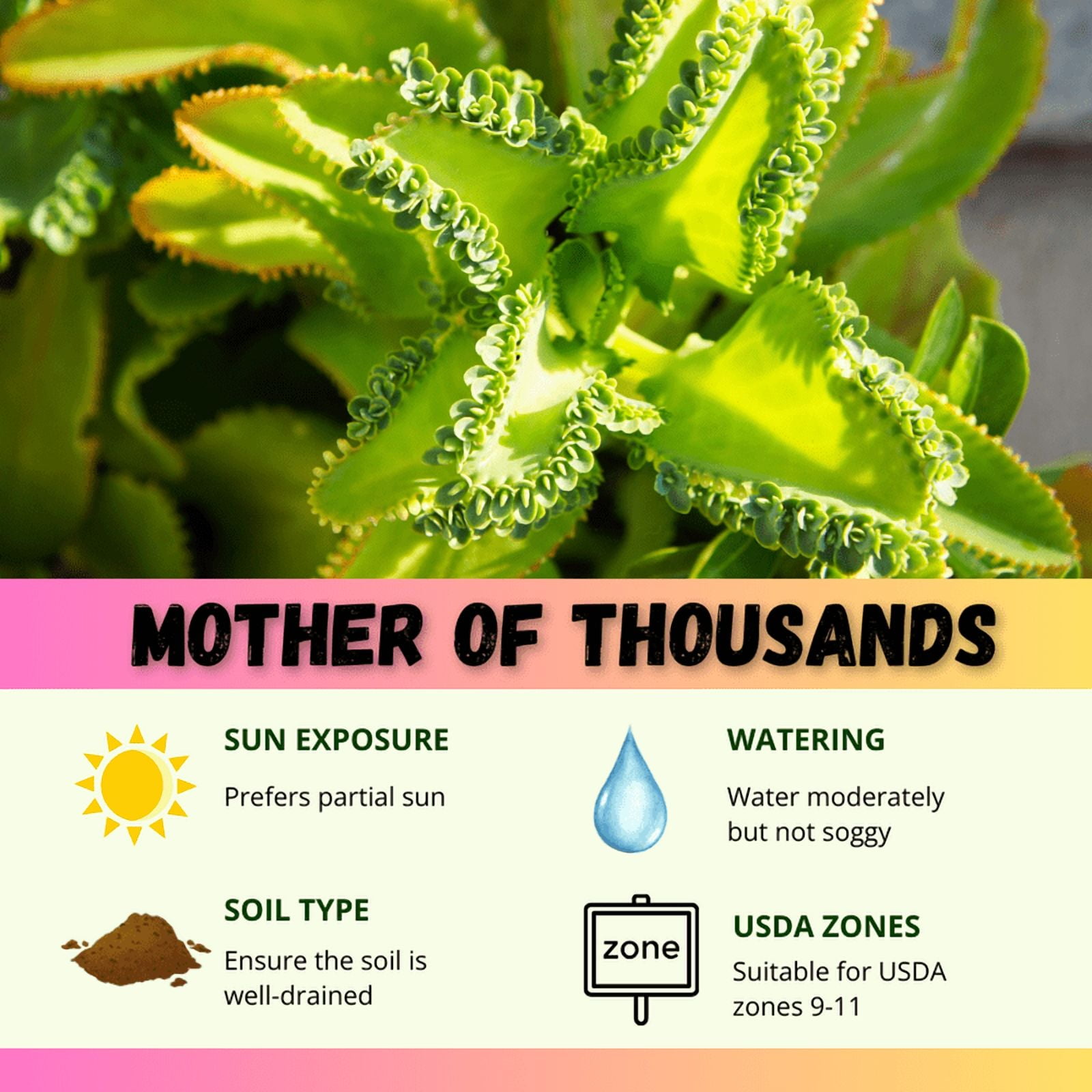 Kalanchoe Mother of Thousands Plant Live Indoor Succulents, 4 to 7 Inches Tall, Rare Succulent in 4 Inches Pot