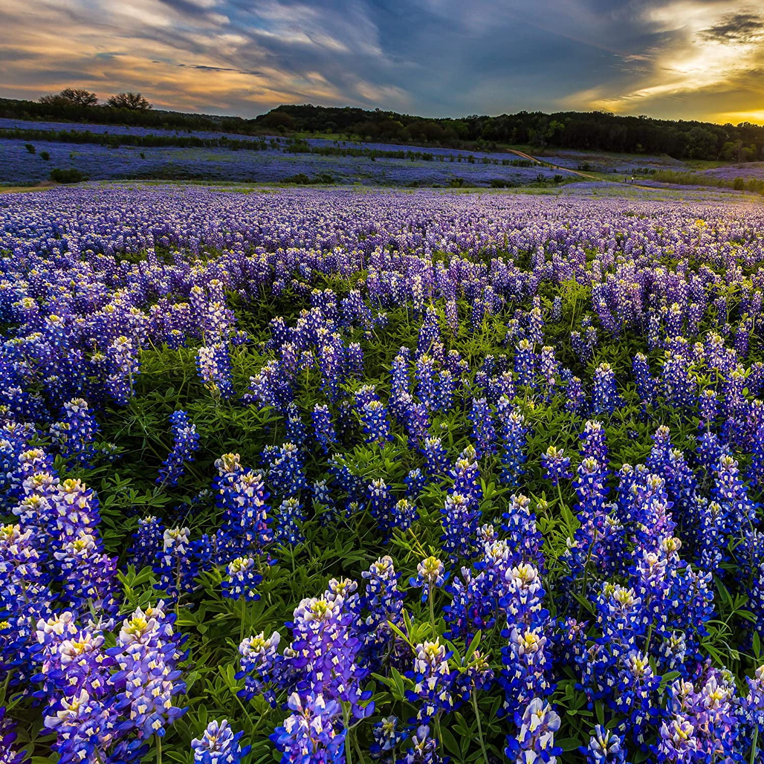 Outsidepride Texas Bluebonnet Wildflowers Seed - 1 lb