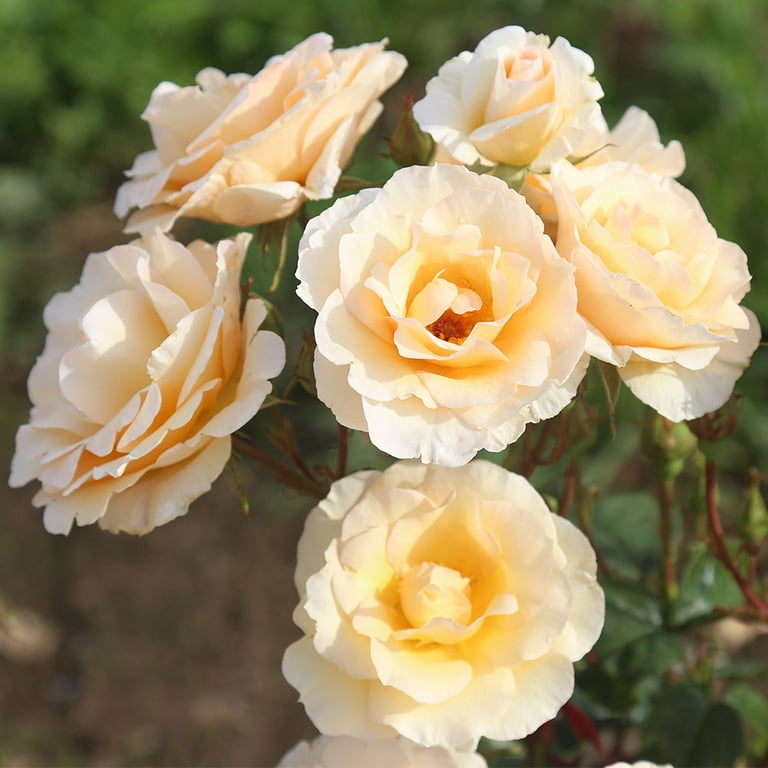 By Appointment Floribunda Rose | Apricot Rose Bush Pink Tag