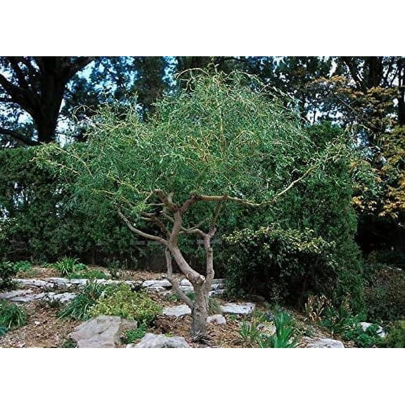 20 Corkscrew Willow Tree Cuttings - Fast Growing Trees for Privacy or Shade - Unique Curly Branches