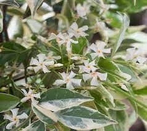 Variegated Confederate Jasmine  2 Extra Large 3 Gallon Plants  Trachelospermum jasminoides Variegata  Eye-Catching Climber  Perfect for Garden Walls and Trellises