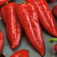thumbnail image 4 of Back to the Roots Organic Sweet Pepper 'Red Marconi', 1 Seed packet, 4 of 19