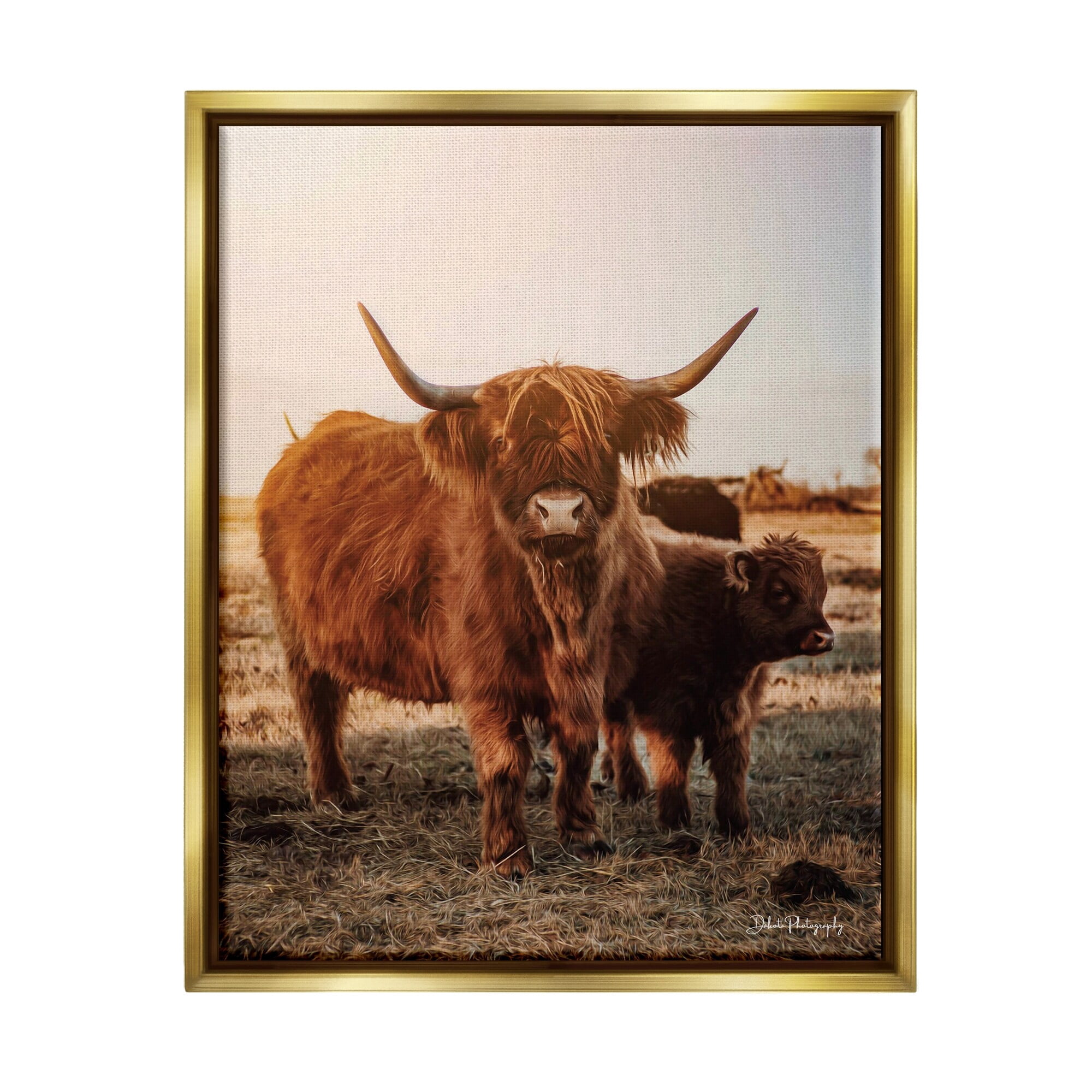Stupell Industries Longhorn Highland Cattle Cow Warm Sunrise Morning Photograph Metallic Gold Floating Framed Canvas Print Wall Art, Design by Dakota Diener