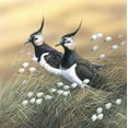 thumbnail image 2 of Weenink, Jan 12x12 Gold Ornate Wood Framed with Double Matting Museum Art Print Titled - Two lapwings, 2 of 4