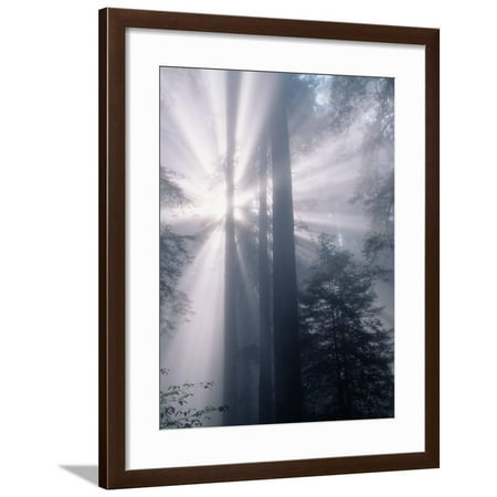 - Sunrays Shining Through Redwood Trees Framed Print Wall Art By Inga Spence