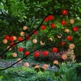 thumbnail image 5 of Electric String Lights with 10 Nylon Lanterns (Silver), 5 of 11