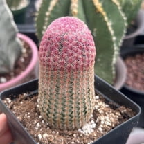 Rainbow Cactus, Echinocereus Rigidissimus, Single Rare Starter Plant
