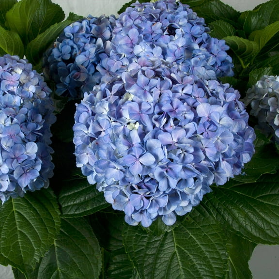 Big Daddy (Macrophylla) Hydrangea - Live Flowering Plants and Shrubs