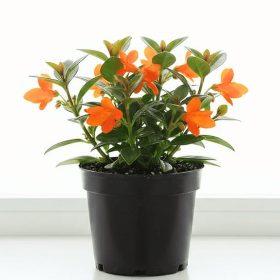 Trailing Goldfish Plant Live in 4 Inches Pot, Columnea Nematanthus, Live Houseplant for Bright Blooms